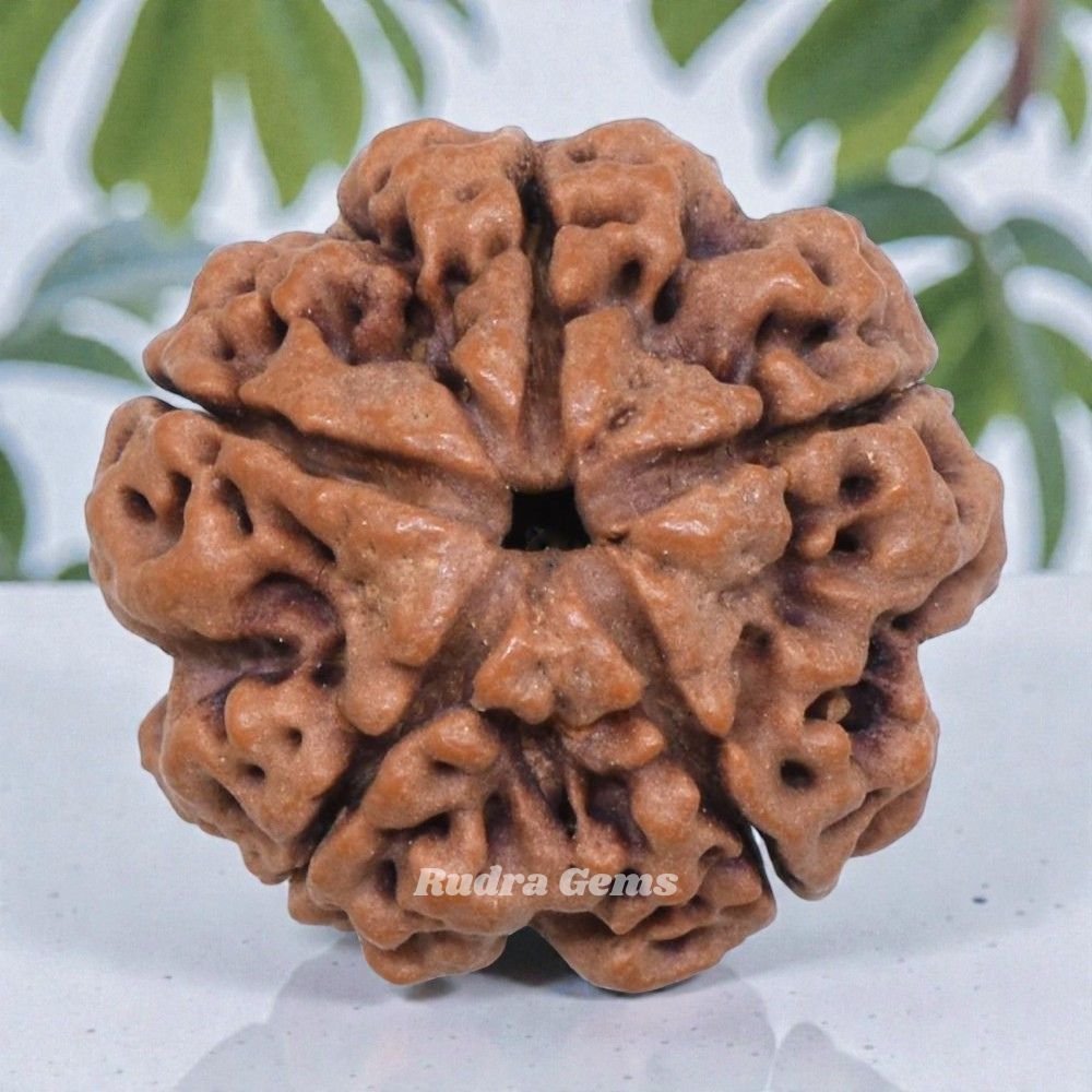 पांच मुखी रुद्राक्ष