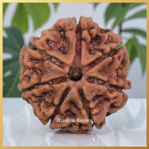 Rudraksha Beads