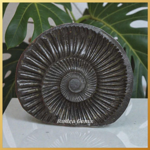 Shaligram Shilas