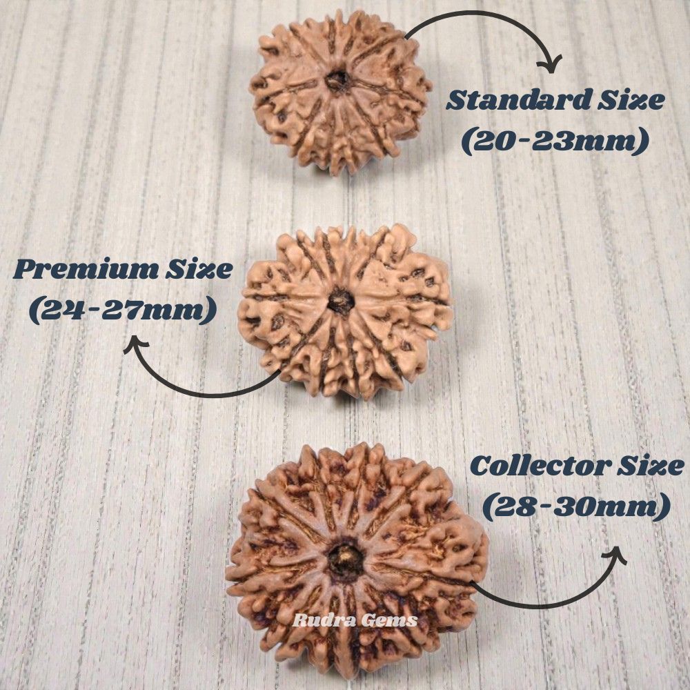 10 Mukhi Rudraksha Nepal Size Comparison