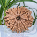 10 Mukhi Rudraksha Nepal