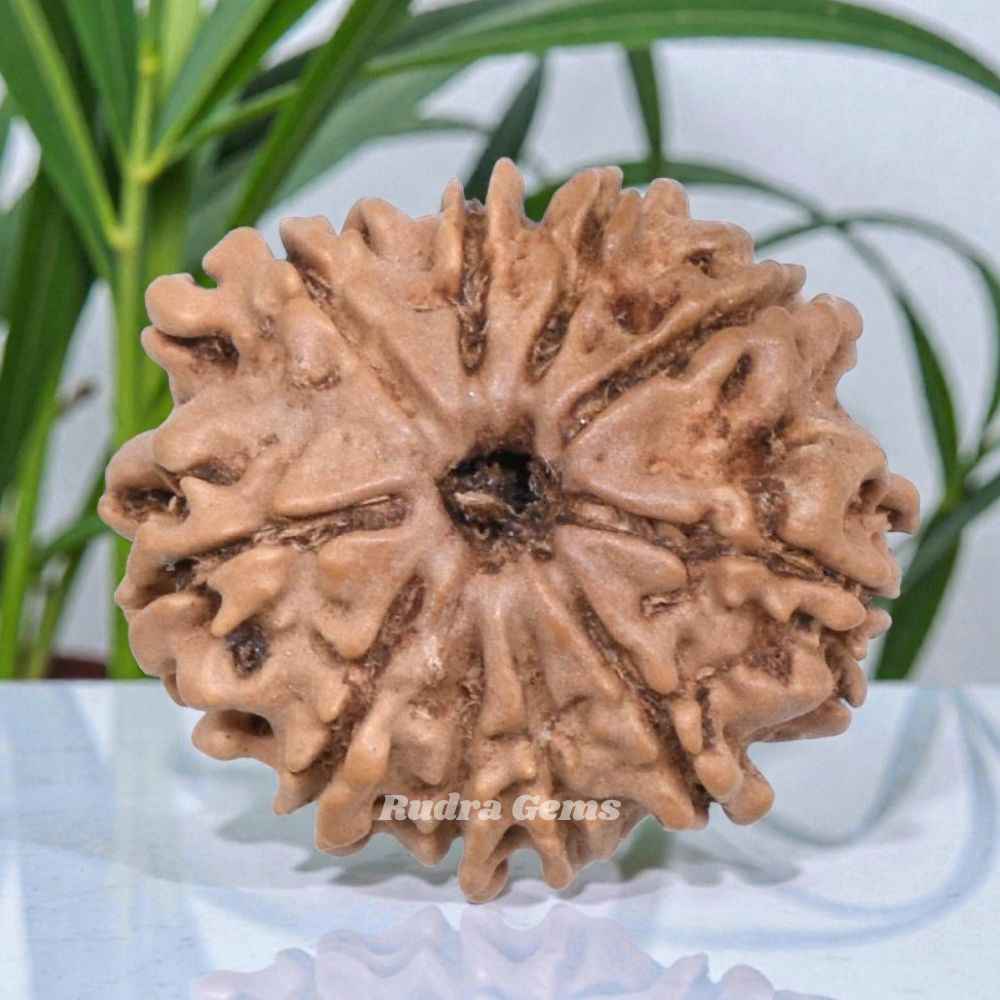 10 Mukhi Rudraksha Nepal