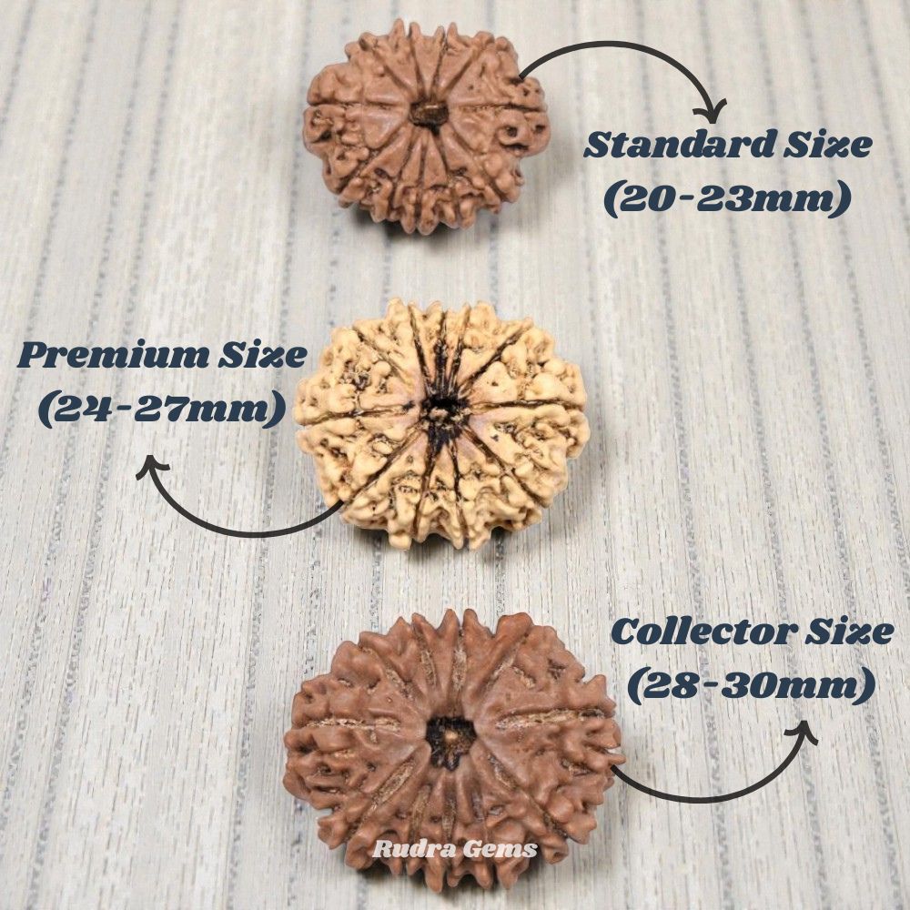 11 Mukhi Rudraksha Nepal Size Comparison