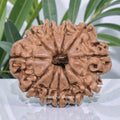 11 Mukhi Rudraksha Nepal