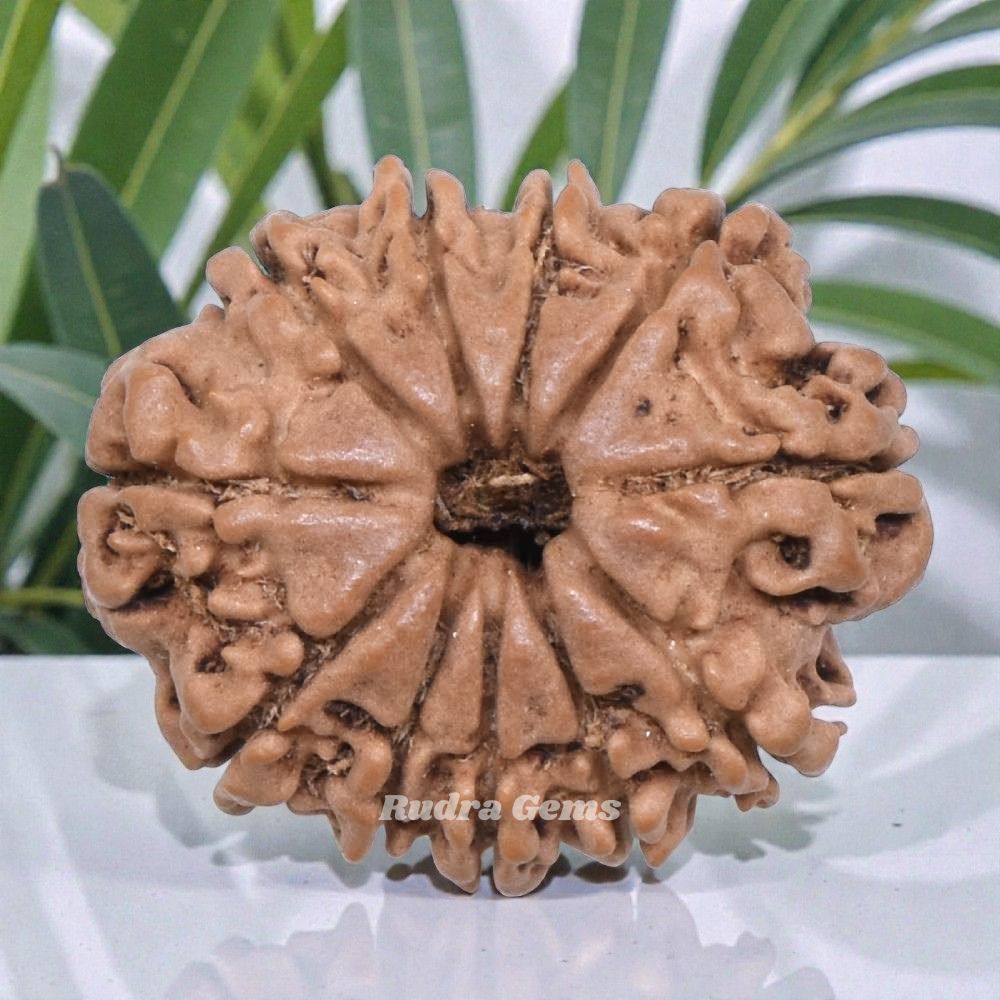 11 Mukhi Rudraksha Nepal