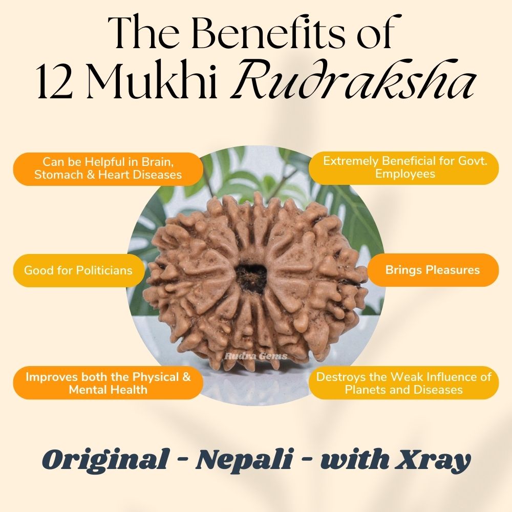 12 Mukhi Rudraksha Benefits
