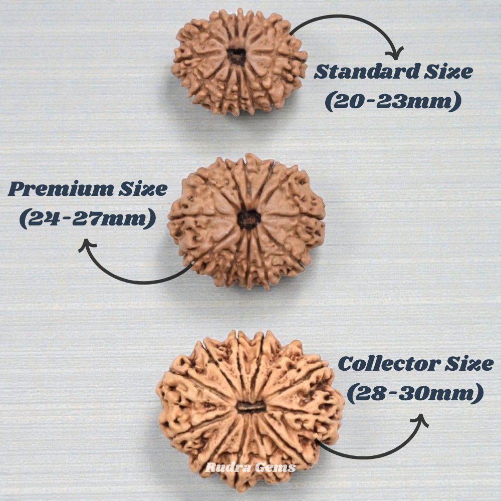 12 Mukhi Rudraksha Nepal Size Comparison