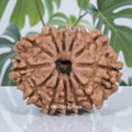 12 Mukhi Rudraksha Nepal