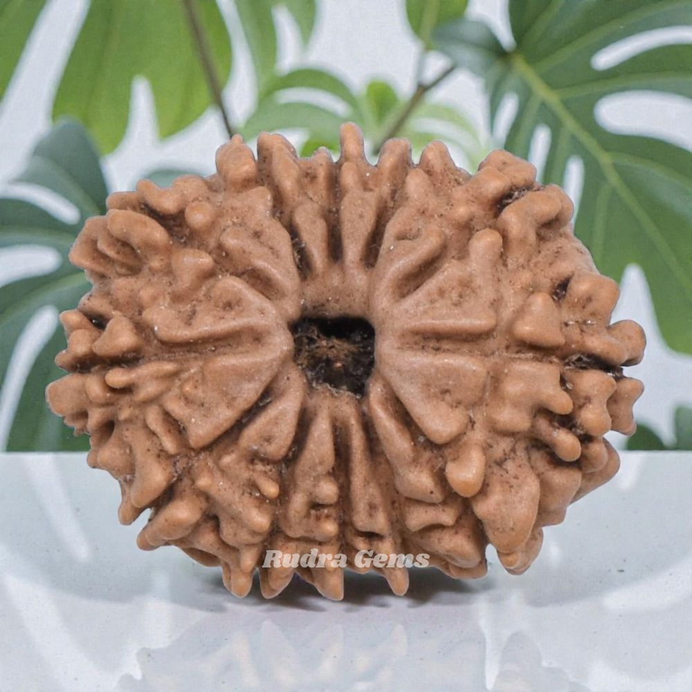 12 Mukhi Rudraksha Nepal