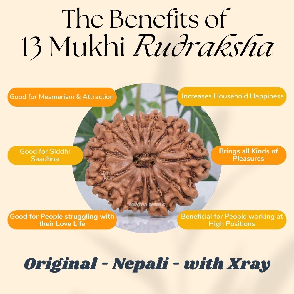 13 Mukhi Rudraksha Benefits