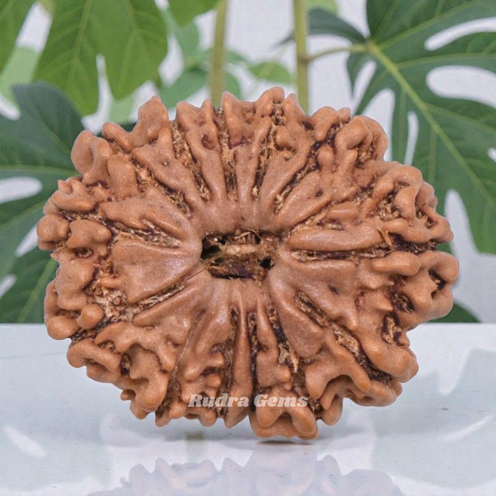 13 Mukhi Rudraksha Nepal