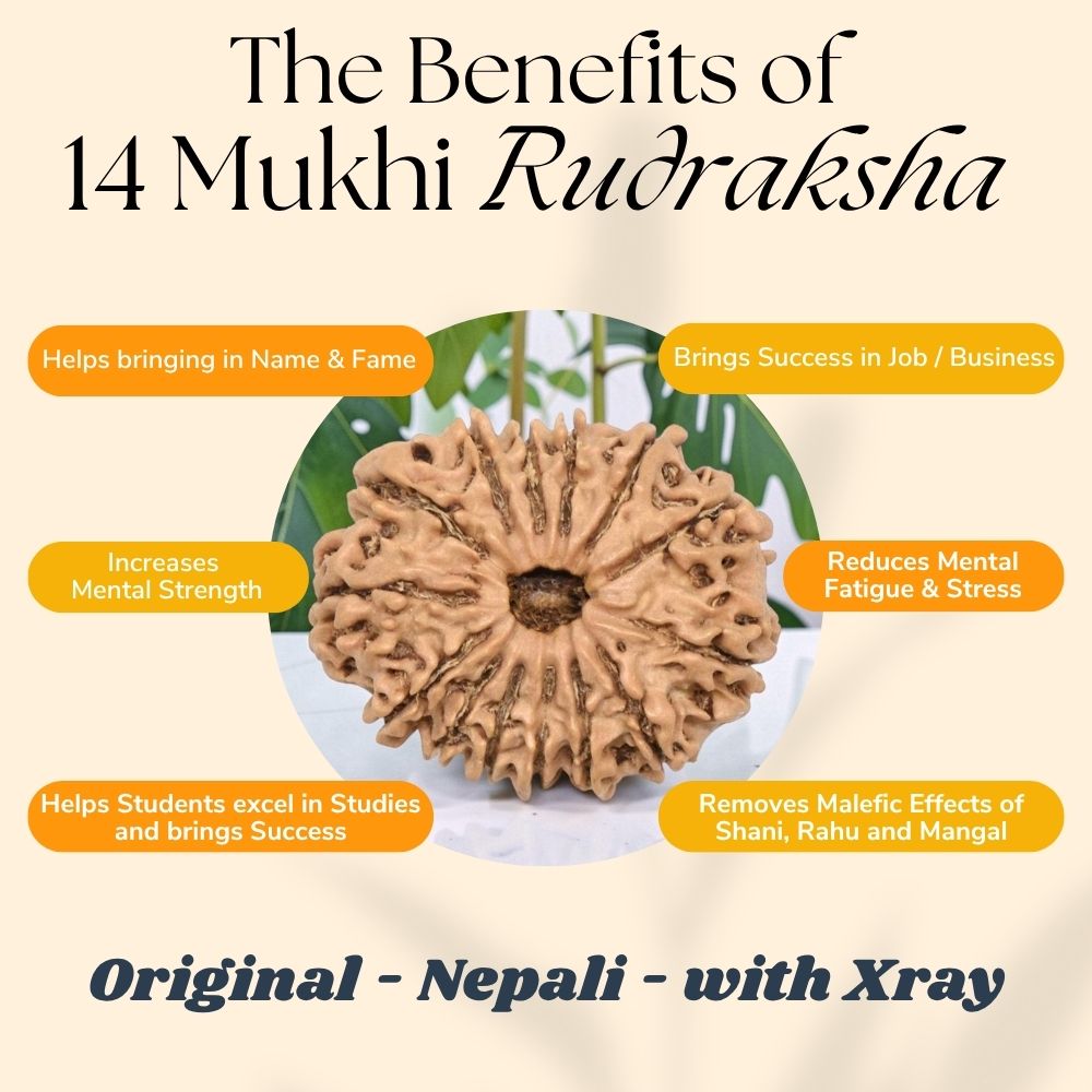 14 Mukhi Rudraksha NEPAL (23-25mm size) with Lab Certificate & X-Ray