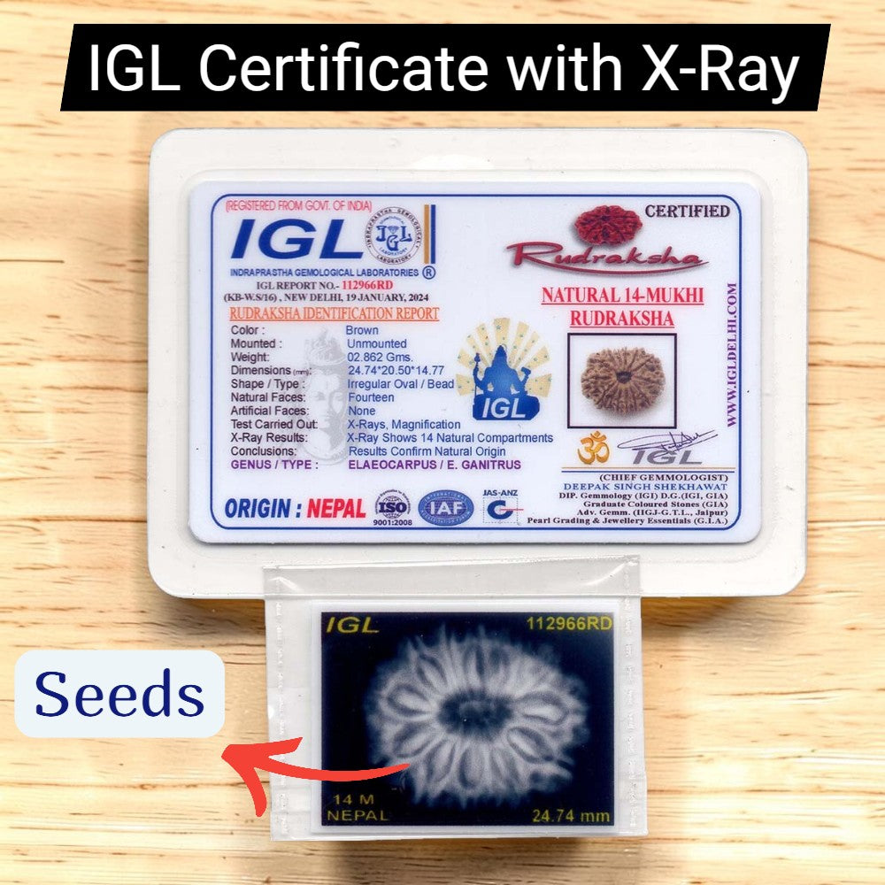 14 Mukhi Rudraksha NEPAL (23-25mm size) with Lab Certificate & X-Ray