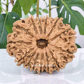 14 Mukhi Rudraksha NEPAL (23-25mm size) with Lab Certificate & X-Ray
