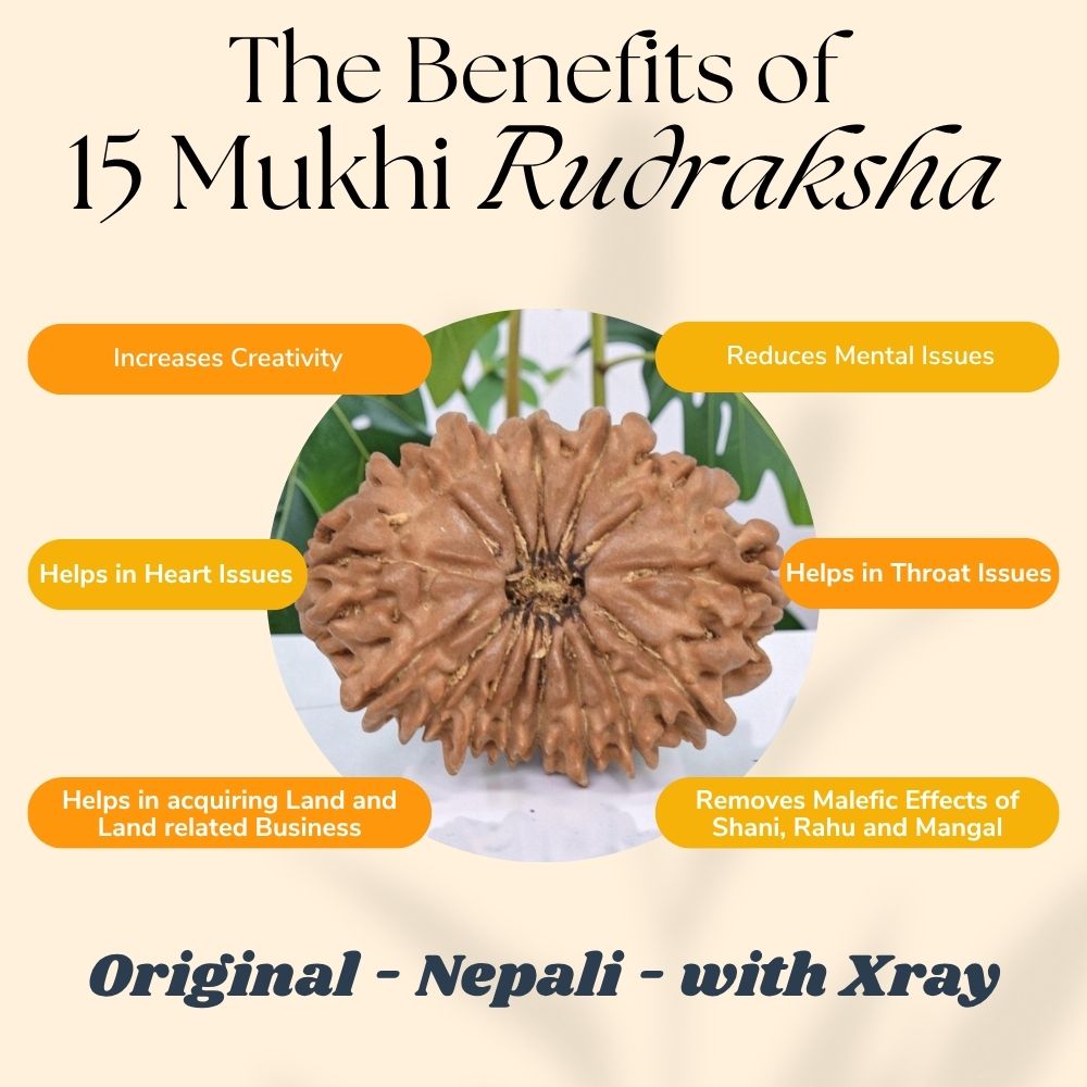 15 Mukhi Rudraksha NEPAL (22-25mm size) with Lab Certificate & X-Ray