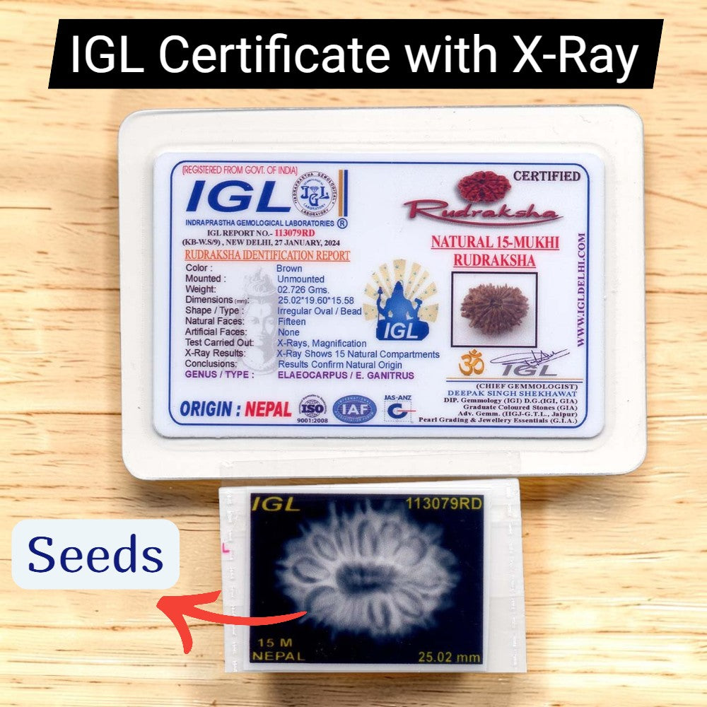 15 Mukhi Rudraksha NEPAL (22-25mm size) with Lab Certificate & X-Ray