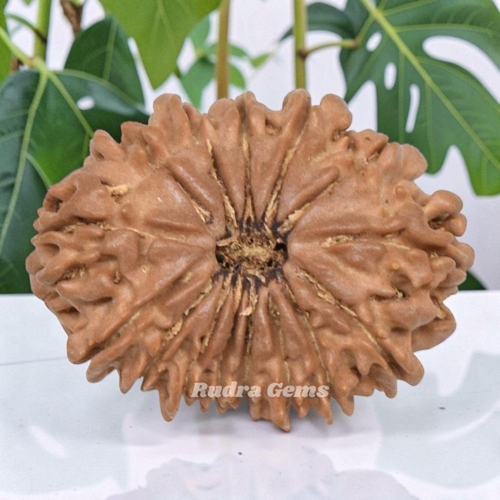 15 Mukhi Rudraksha NEPAL (22-25mm size) with Lab Certificate & X-Ray
