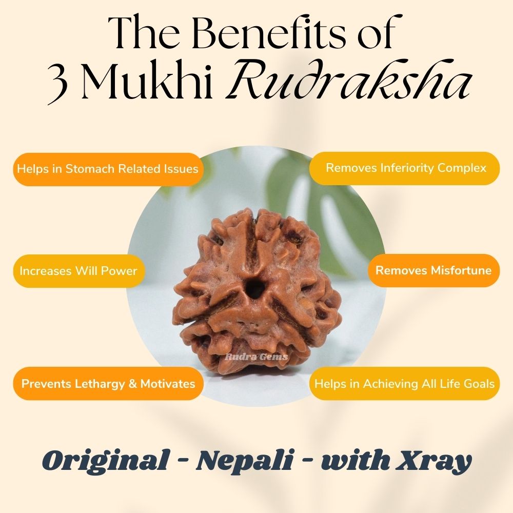 3 Mukhi Rudraksha Benefits
