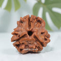 3 Mukhi Rudraksha Nepal