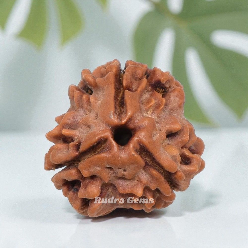 3 Mukhi Rudraksha Nepal