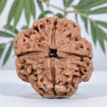 4 Mukhi Rudraksha Nepal