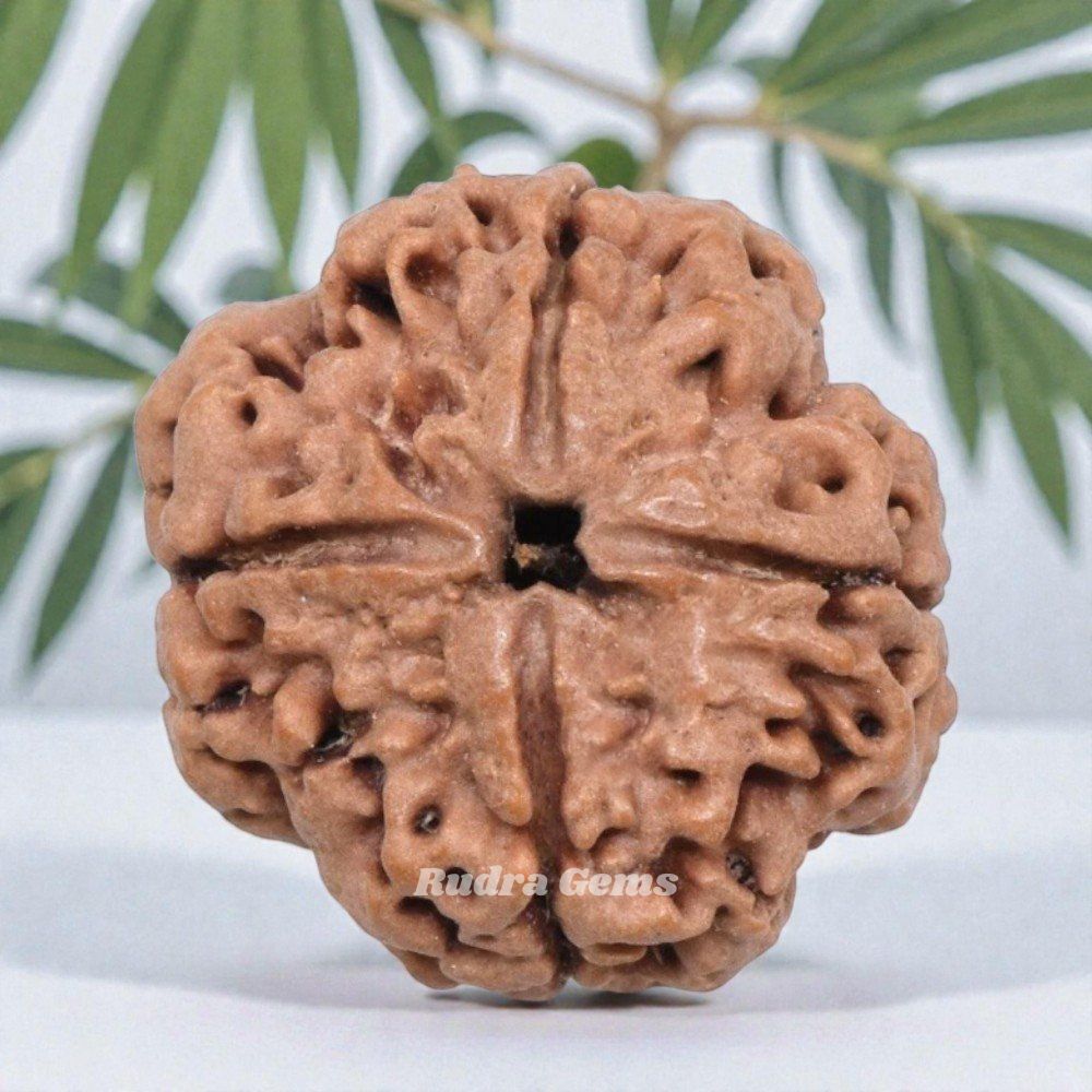 4 Mukhi Rudraksha Nepal