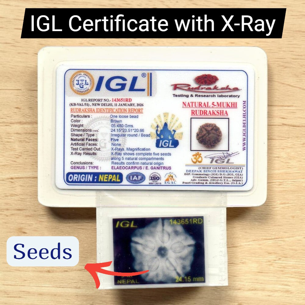 5 Mukhi Rudraksha NEPAL (23-25mm size) with Lab Certificate & X-Ray