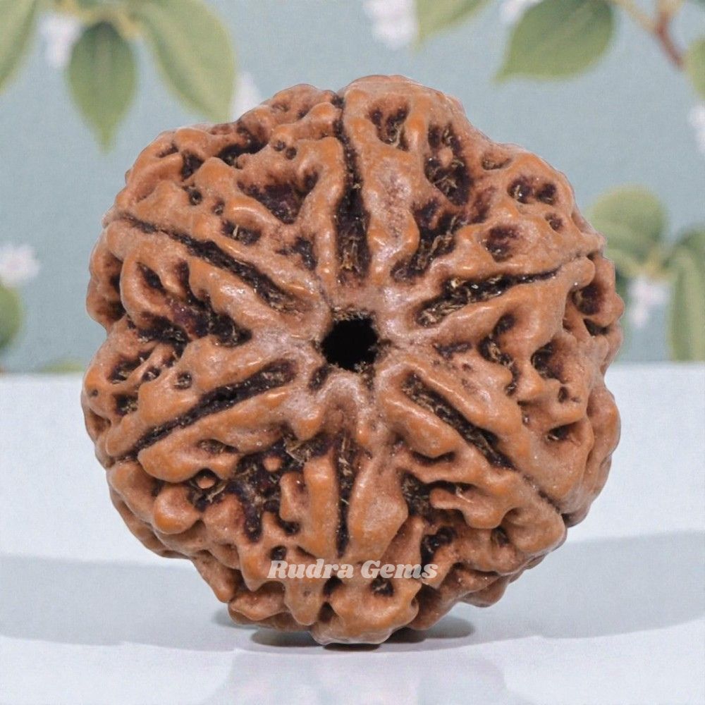 6 Mukhi Rudraksha Nepal