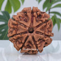 7 Mukhi Rudraksha Nepal