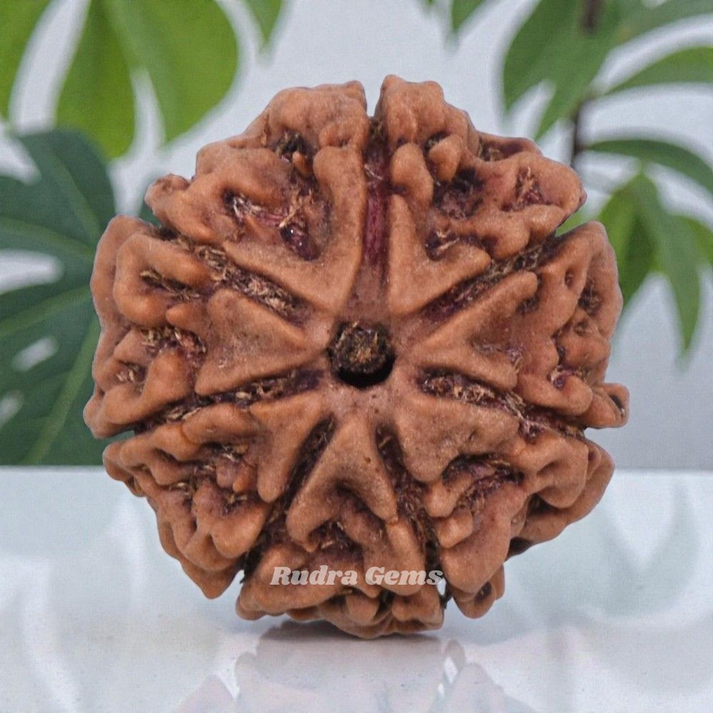7 Mukhi Rudraksha Nepal