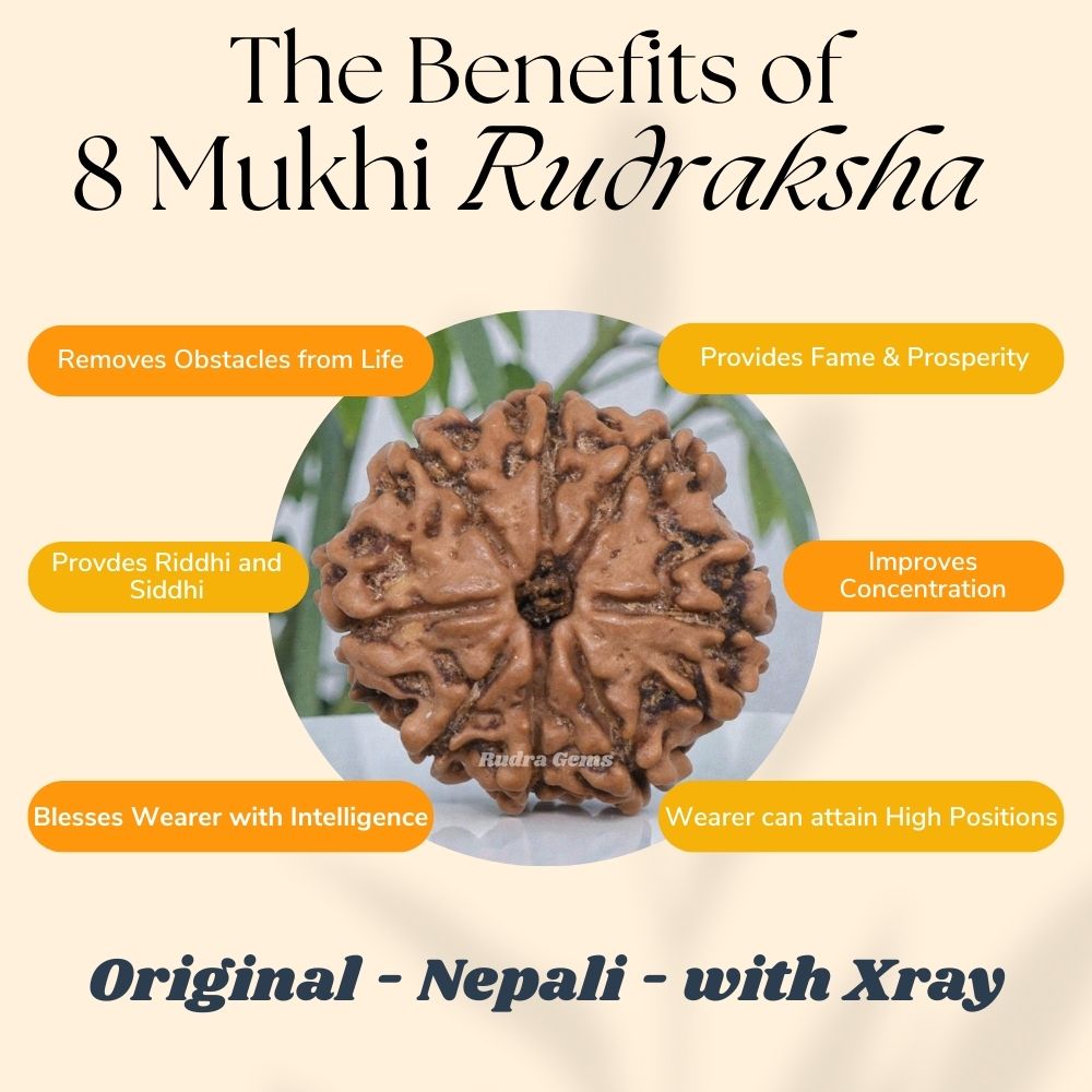 8 Mukhi Rudraksha Benefits