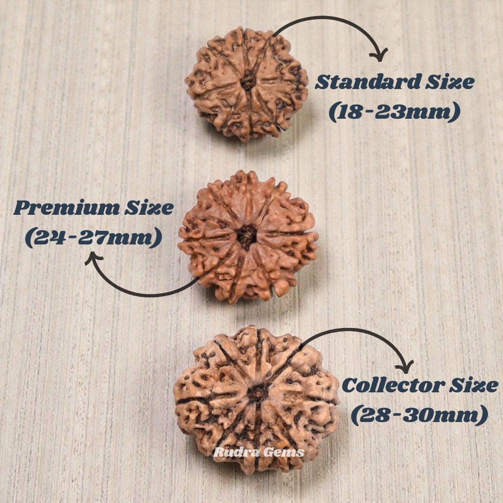 8 Mukhi Rudraksha Nepal Size Comparison