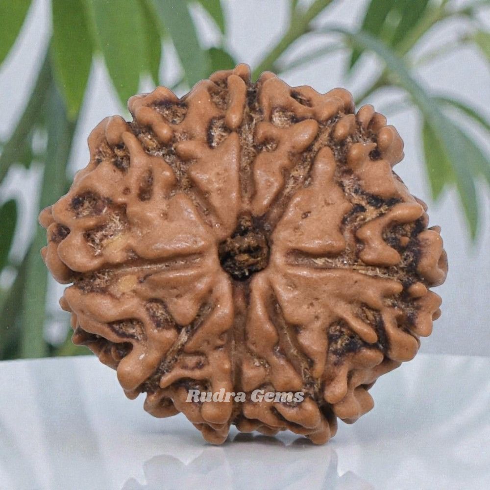 8 Mukhi Rudraksha Nepal