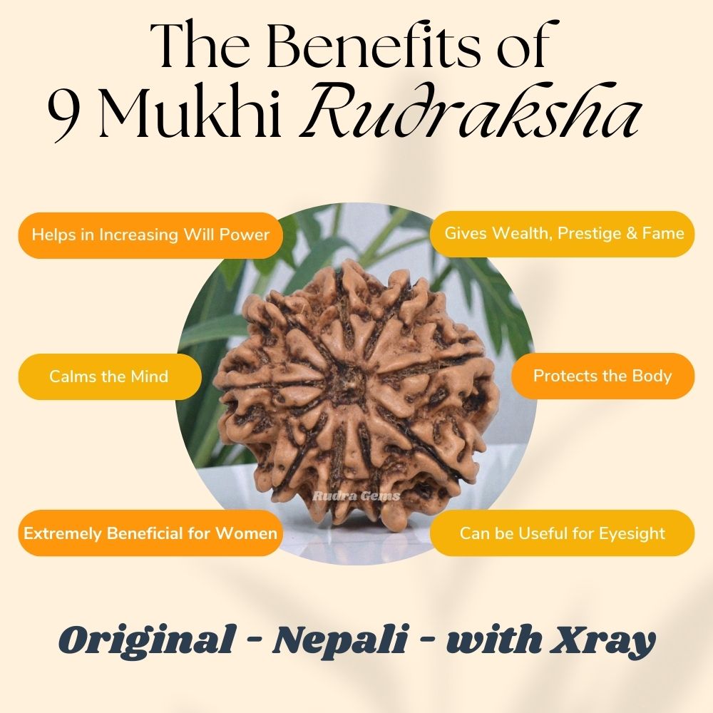 9 Mukhi Rudraksha Benefits