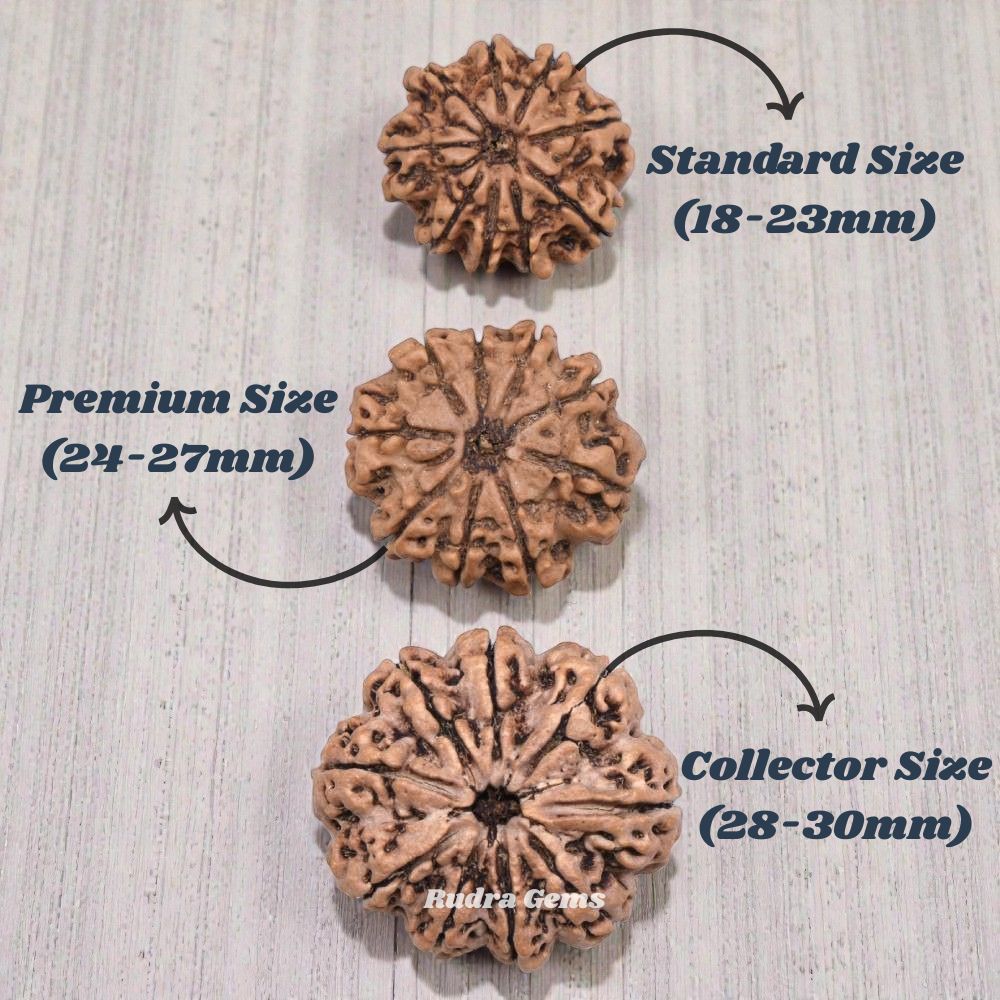 9 Mukhi Rudraksha Nepal Size Comparison