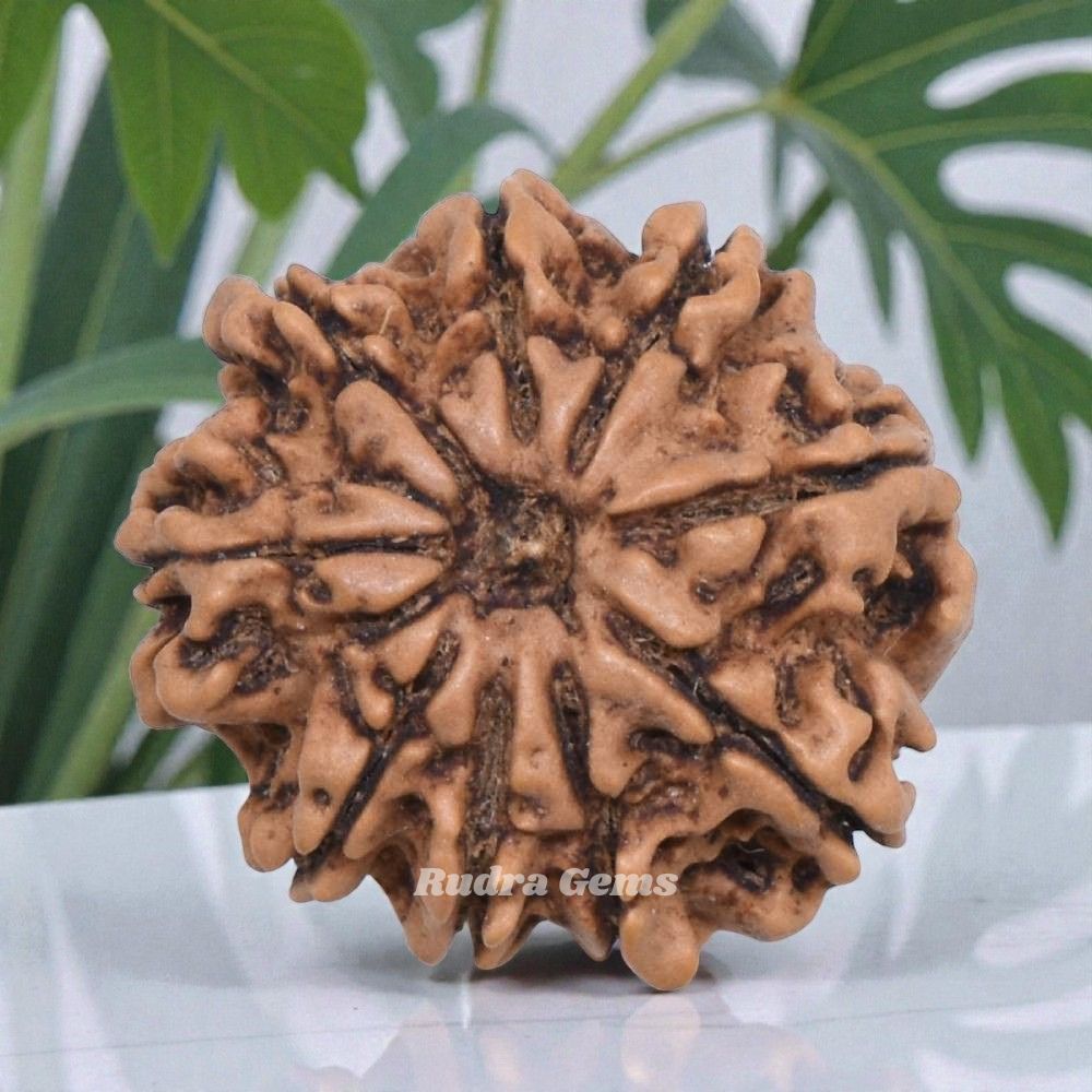 9 Mukhi Rudraksha Nepal