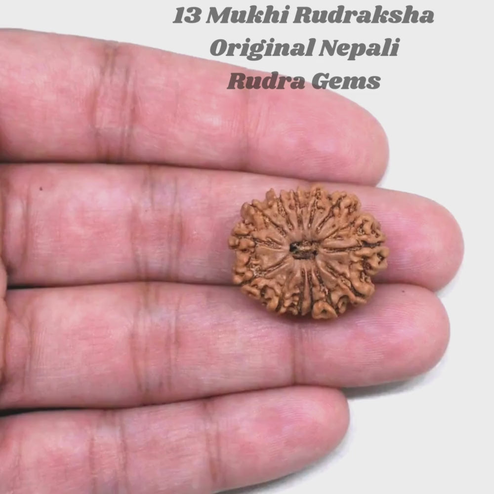 13 Mukhi Rudraksha Nepal
