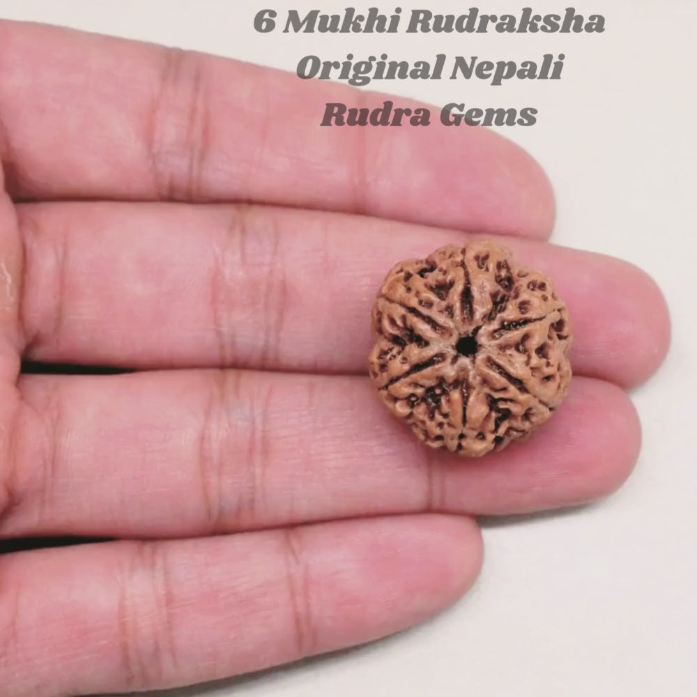 6 Mukhi Rudraksha Nepal