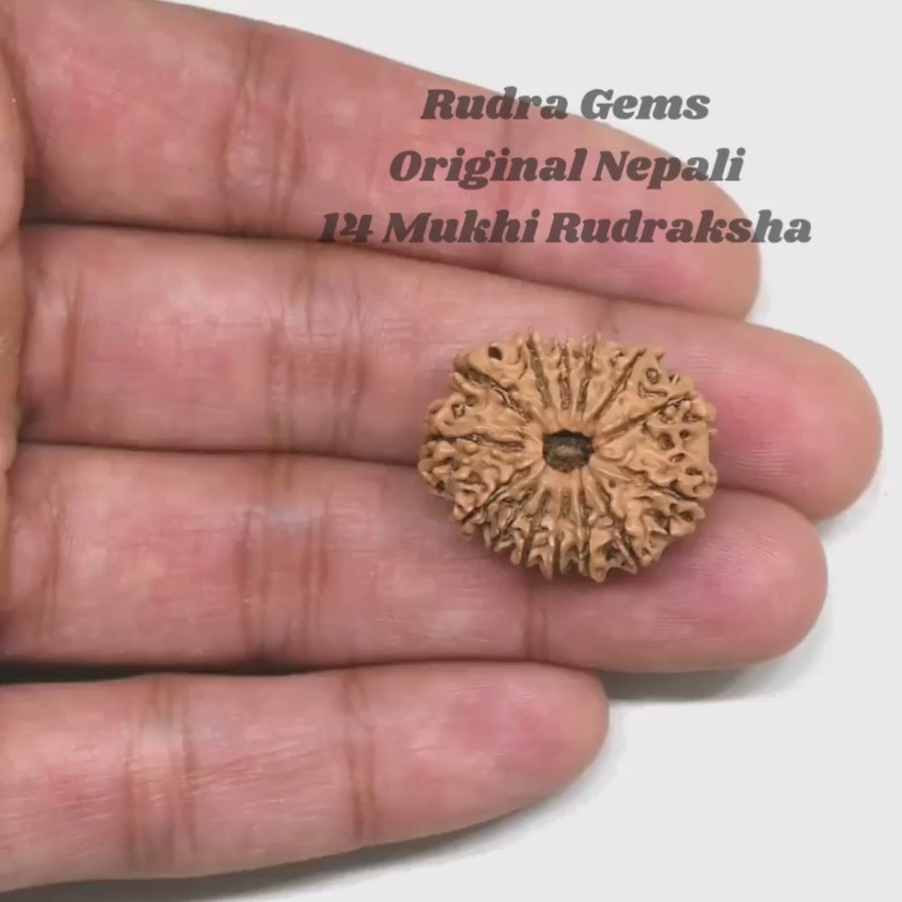 14 Mukhi Rudraksha NEPAL (23-25mm size) with Lab Certificate & X-Ray