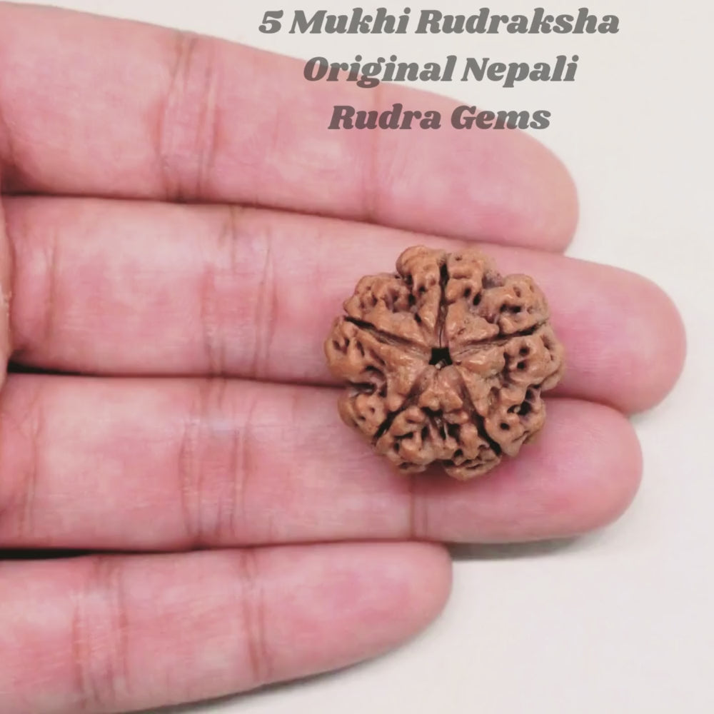 5 Mukhi Rudraksha Nepal