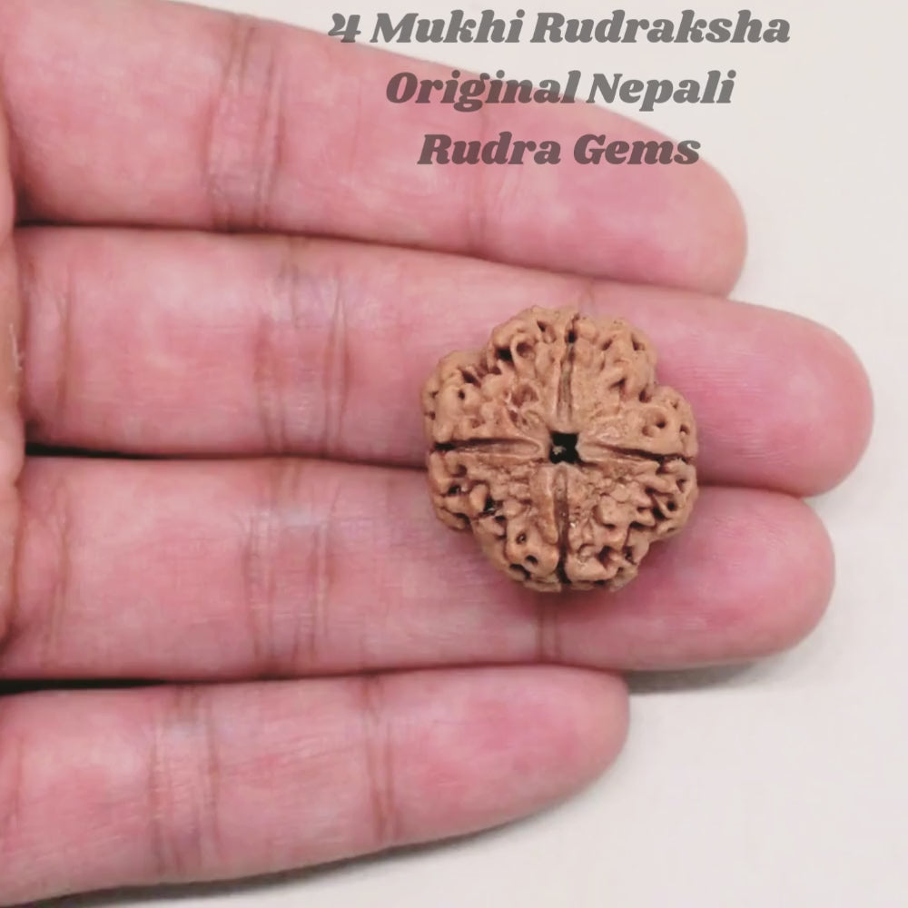 4 Mukhi Rudraksha Nepal