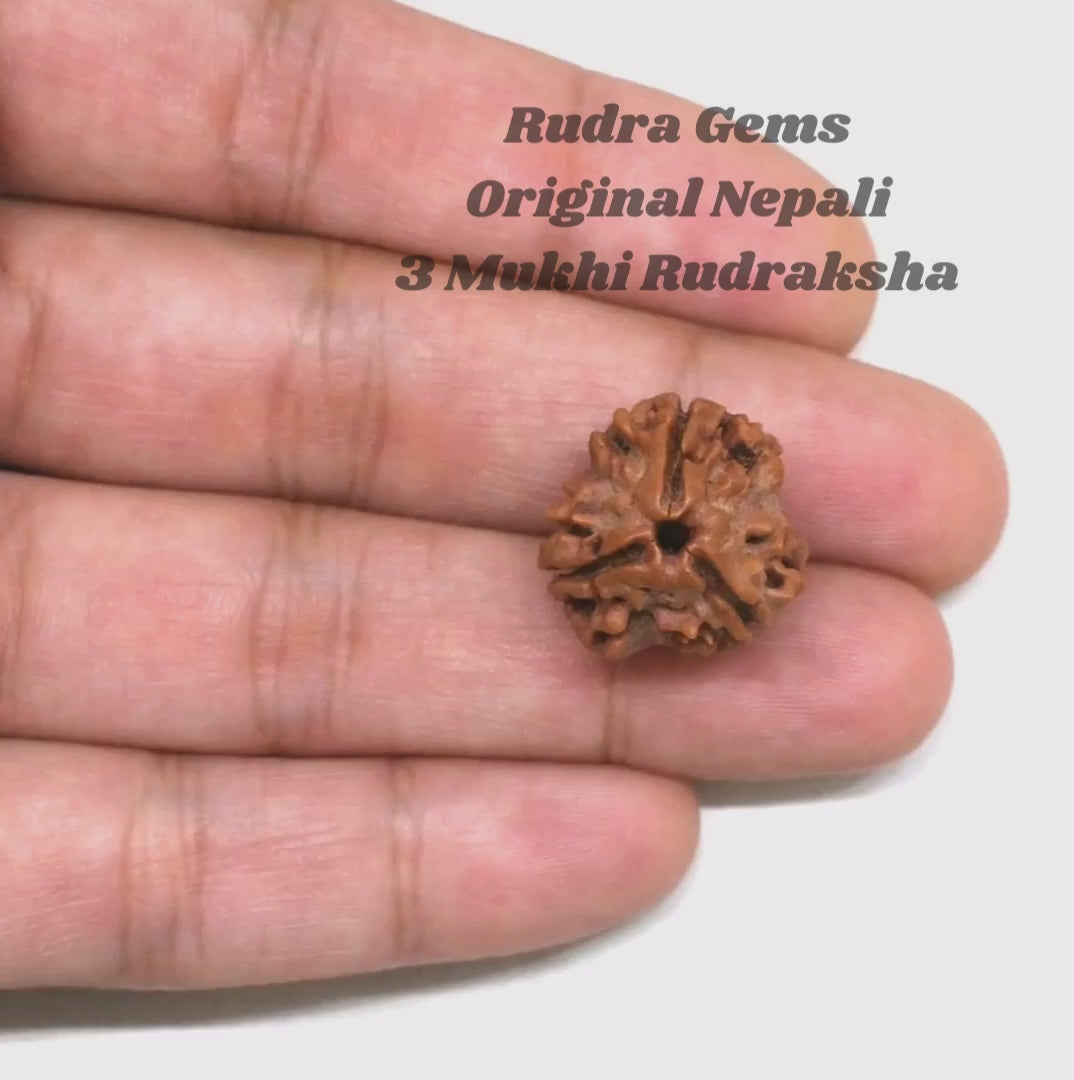 3 Mukhi Rudraksha Nepal