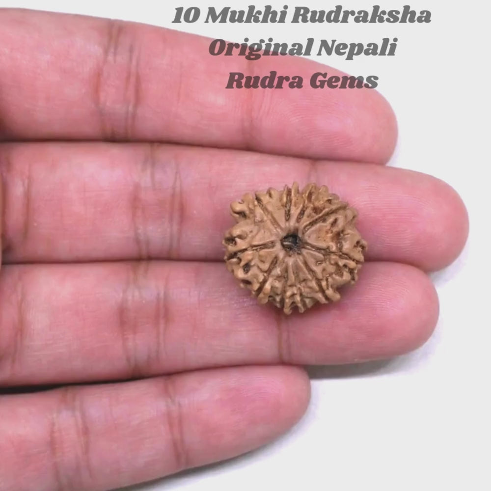 10 Mukhi Rudraksha Nepal
