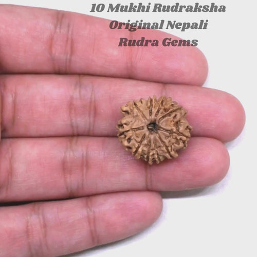 10 Mukhi Rudraksha Nepal