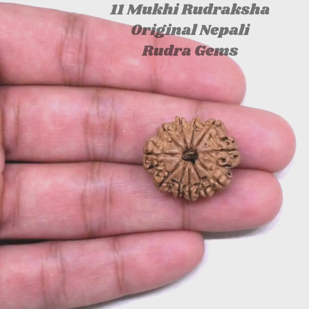 11 Mukhi Rudraksha Nepal