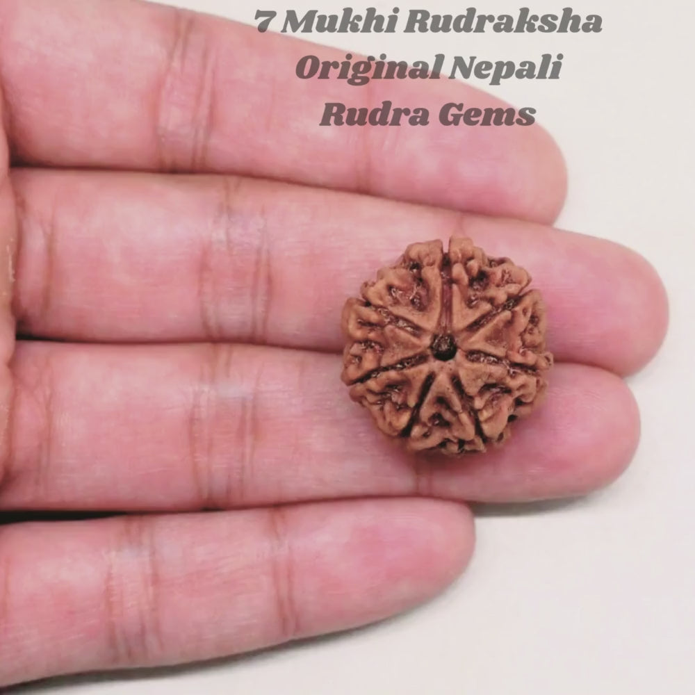 7 Mukhi Rudraksha Nepal