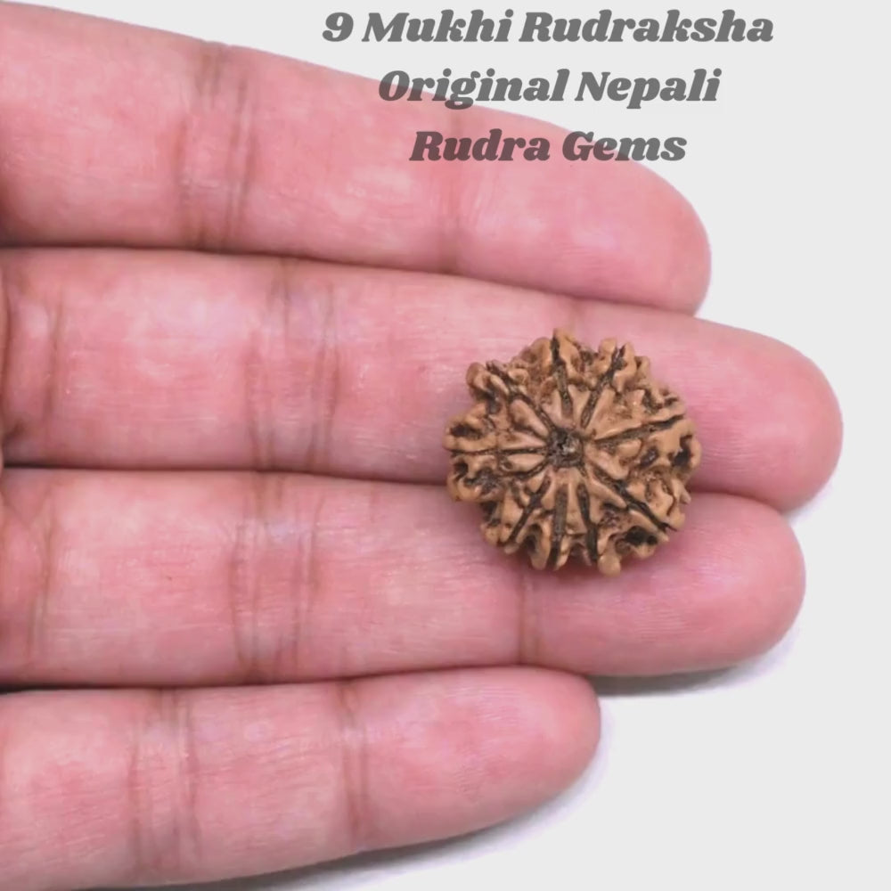 9 Mukhi Rudraksha Nepal