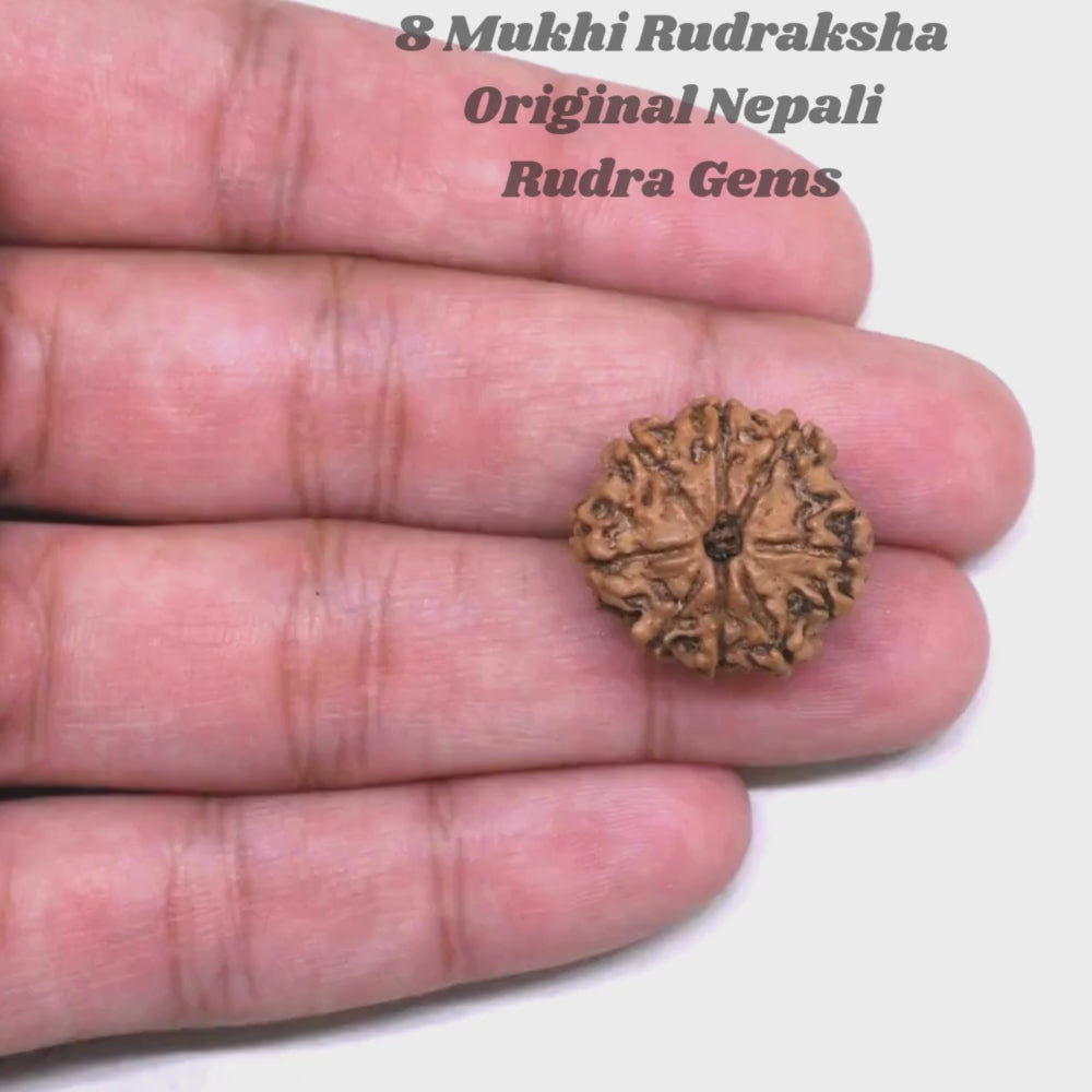 8 Mukhi Rudraksha Nepal