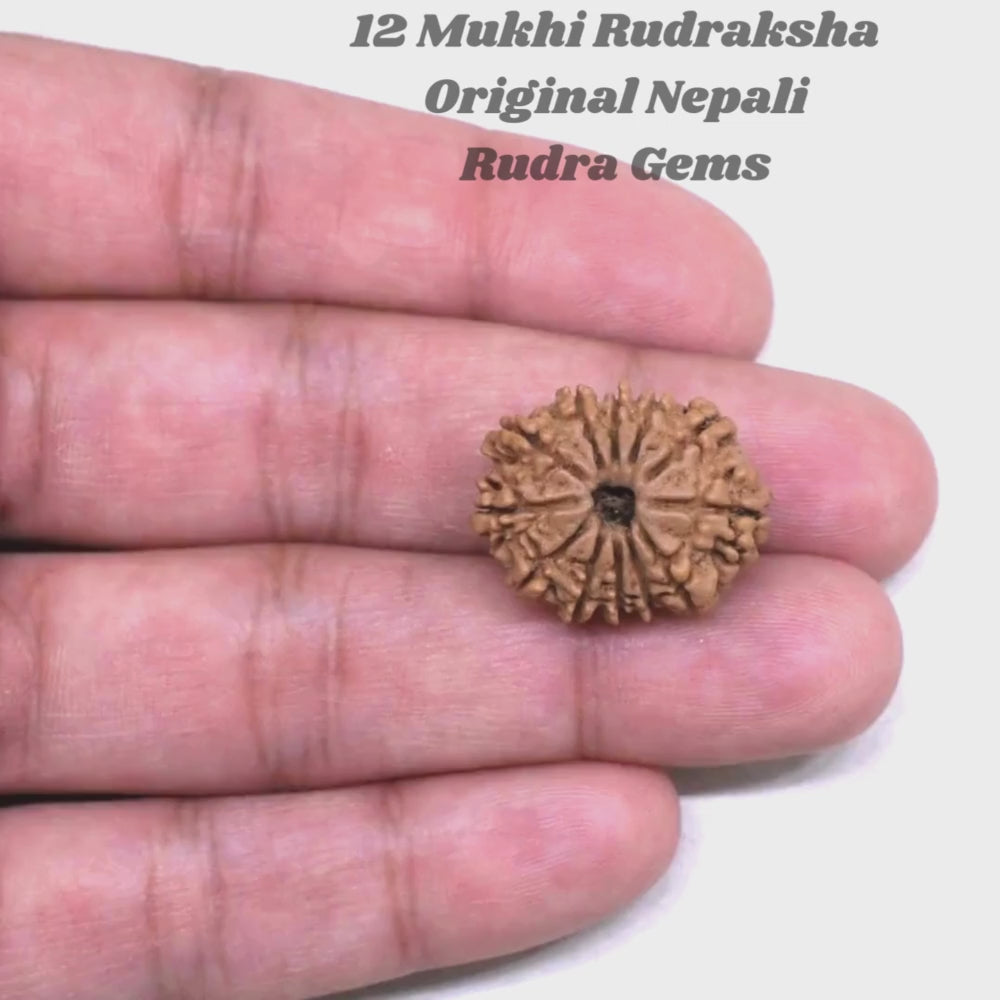 12 Mukhi Rudraksha Nepal
