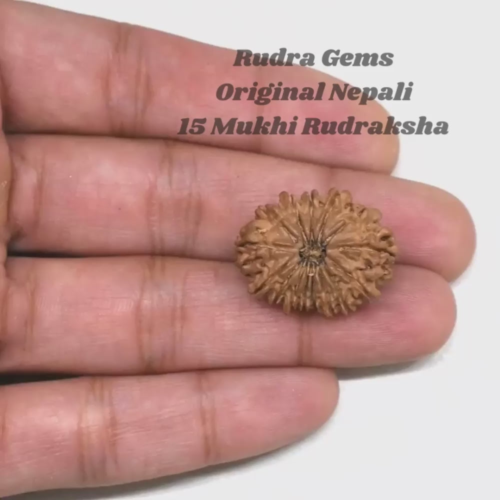 15 Mukhi Rudraksha NEPAL (22-25mm size) with Lab Certificate & X-Ray